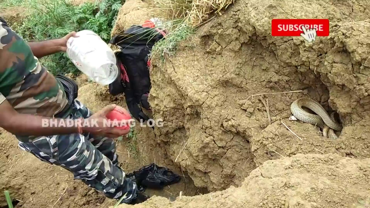  mirza,2. Snake Release