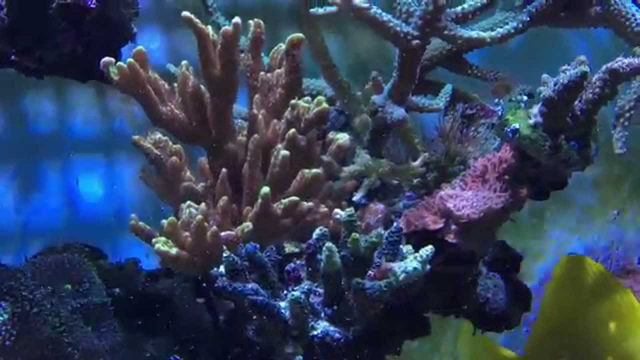 White Snow Reef - 2015-03-07