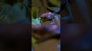 What If? Wild Kratts A Bat In The Brownies Episode