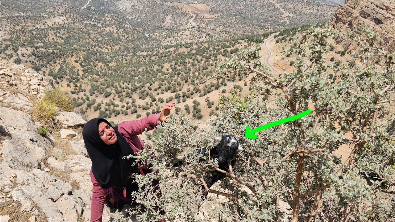 🔥 Nomadic woman, a true hero: saving a lamb + gathering firewood in the ...