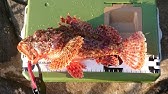 カサゴ ガシラ とオニカサゴの違い説明 ともに根魚ですが美味な魚 釣太郎の海水魚紹介 Youtube