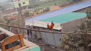 chicken flying