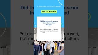 Did the pandemic have an impact on animal welfare 🐾❤️ Pet adoption rates increased, but many