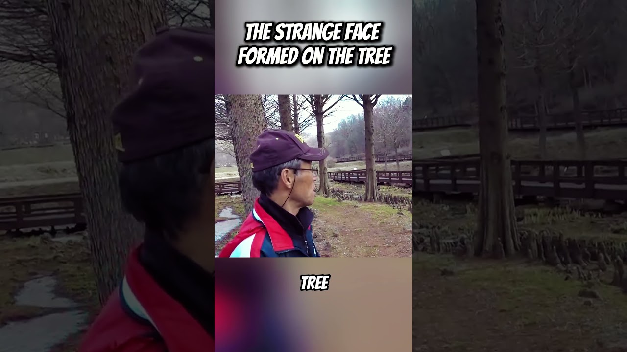 THERE IS A FACE ON THIS TREE 