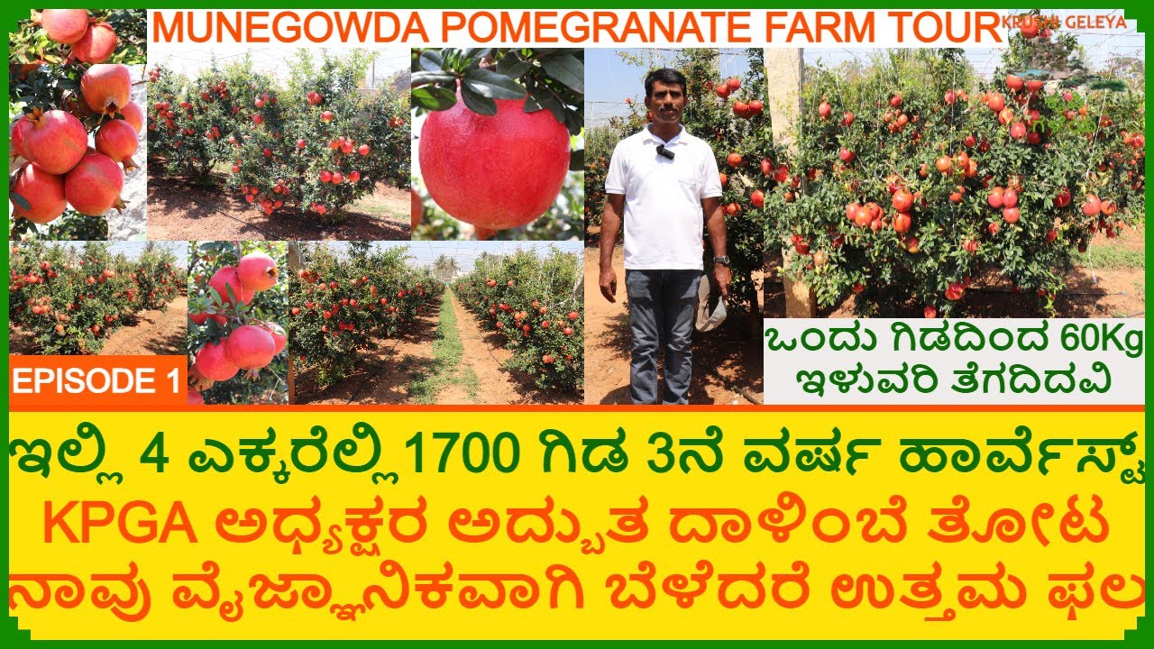 ದಾಳಿಂಬೆ ಕೃಷಿಯಲ್ಲಿ 10 ವರ್ಷದಿಂದ ಯಶಸ್ವಿ | ಒಂದು ಗಿಡದಿಂದ 60 Kg ಫಲ 3 ದಾಳಿಂಬೆ ತೋಟ | Pomegranate Export |Ep1