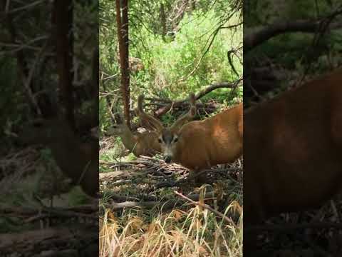 Deer Eating Grass