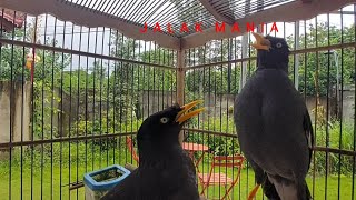 Jalak Kebo Jantan Dan Jalak Kebo Betina GAcor Duet Kicauan Jalak Kebo - Duet Jalak Gacor Eps 2