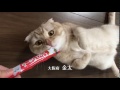 2016年全国ちゅ~るオーディション Part 1(いなば食品グループ)