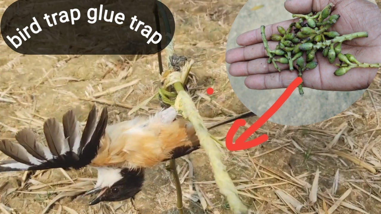 bird trap easy glue trap ll bird 🐦 with tree glue