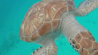 Snorkelling on Cool Runnings Catamaran, Barbados