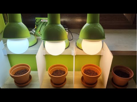 Wideo: Żarówki LED do sadzonek. Lampa do sadzonek DIY