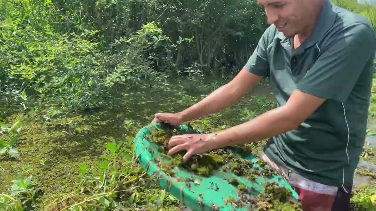 Pescaria de bettas selvagens muito top das galáxias ( parte 2 )