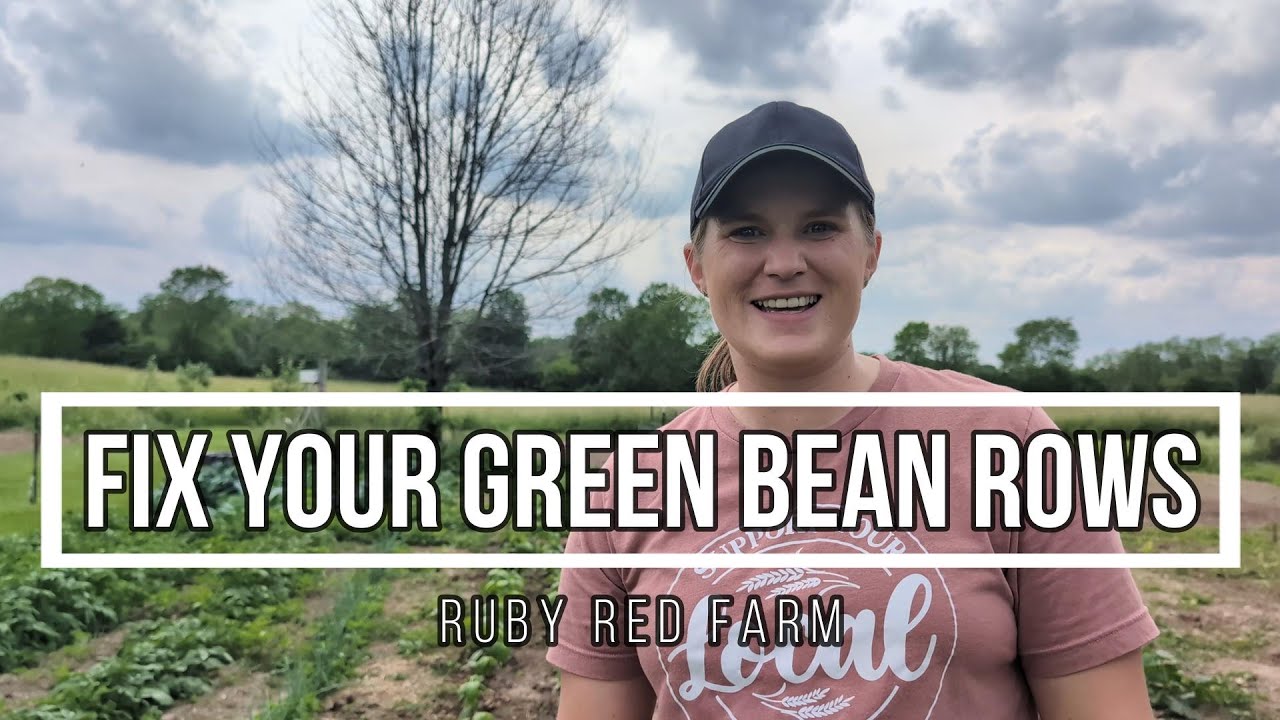 Fix Your Green Bean Rows Transplant Instead of Thinning Your Bush Beans Ep. 44 YouTube