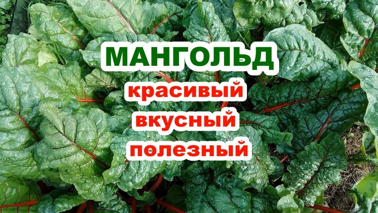 МАНГОЛЬД вкусный, полезный, красивый | НЕЗАМЕНИМ В КУЛИНАРИИ, а сам заменит салат, капусту, свеклу!