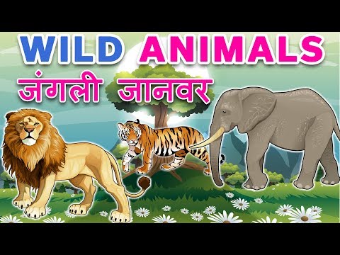 Wild Animals Name in Hindi | Animals name in hindi | जंगली जानवरों के नाम | Animals name