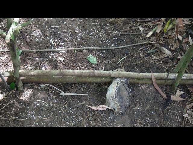 5 Survival Traps and Snares that WORK! - Primitive Traps 