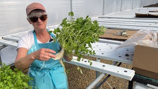 Hydroponic Watercress Harvest - What is Doug doing?