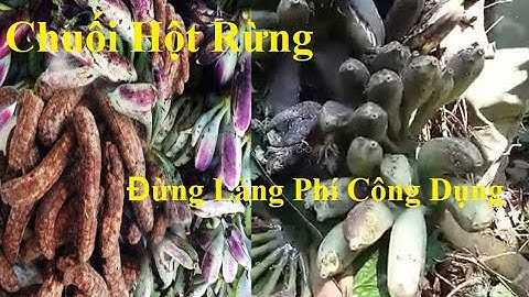 Ngâm Chuối Hột Rừng Mà Không Biết Những Công Dụng Này Thì Hơi Lãng Phí