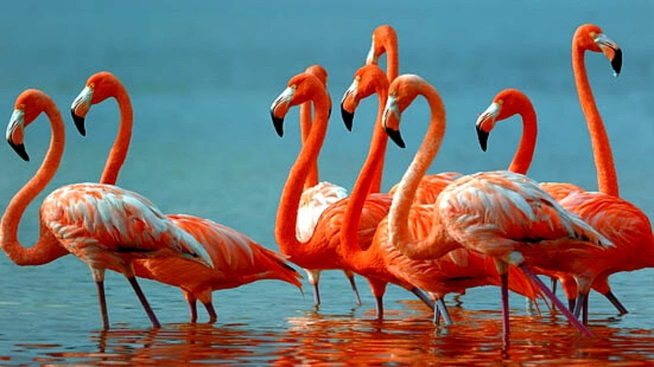 Flamingo bird sound, Call and noise Most Expensive Bird Flamingos