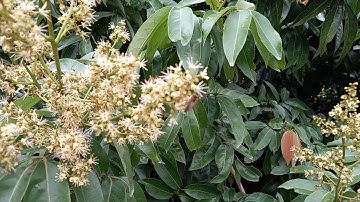 Ong lấy mật hoa vải thiều lục ngạn BG