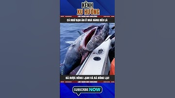 CÁ NGỪ BẠN ĂN Ở NHÀ HÀNG ĐỀU LÀ ĐÃ ĐƯỢC ĐÔNG LẠNH VÀ RÃ ĐÔNG LẠI!