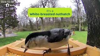 Birdfy Smart Camera Bird Feeder