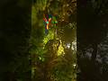 new Jungle advantage video #trendingshorts #trendingshorts #yutubeshorts #cartoon #ai #ai