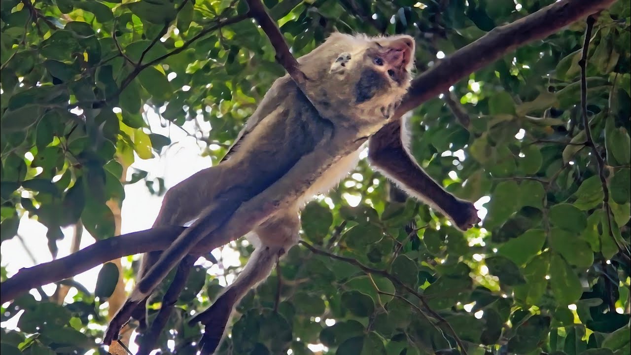 The most broken-hearted monkey, hopeless in life.