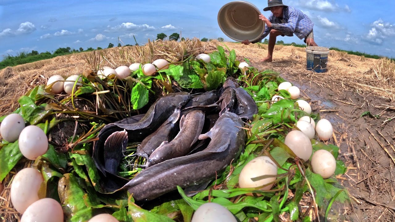 Top fishing skills! catch a lot of fish and pick duck eggs ln the rice field by hand skills 