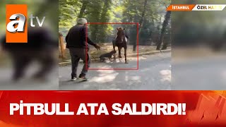 Pitbull dehşeti! - Atv Haber 5 Ekim 2020