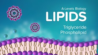 Lipids | Cambridge A Level Biology - HomeSchool asia