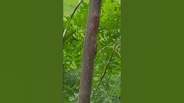 Tôi làm con rựa quắm phát rẫy bằng thép ốc vít máy bay chặt cây như chặt chuối vậy