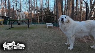 気分じゃなければ遊びを拒否するベルと深追いはしないリリーです　Great Pyrenees　グレートピレニーズ