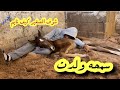 ولدددت سمحه وأخيرا 