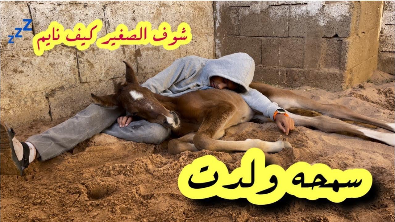 ولدددت سمحه🥹♥️🐎وأخيراً