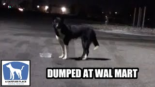 Beautiful Border Collie Abandoned In A Wal Mart Parking Lot For Weeks