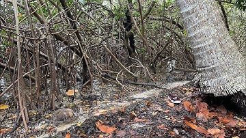 Self seeded, naturalized Coconuts in Sarasota, Florida on the Wrack Line!