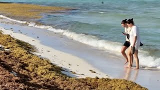 MASSIVE Toxic Seaweed Blob Is Wreaking Havoc On Shoreline
