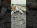 🐱chocho ka relax mode with wind #cat #kitten #catshorts #shortvideo #trending #viral#explore
