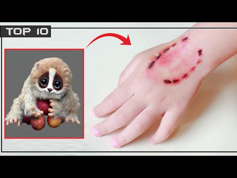 10 Cutest Animals that are Actually deadly | By TopNewsage - YouTube