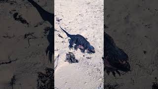 See endangered #iguanas on Iguana Island in the #exumabahamas