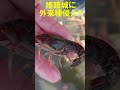 姫路城に外来種侵入!危険です。Invasive Alian Species!Himeji Castle, JAPAN≫ 加藤英明【公式】かとチャン