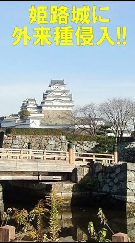 姫路城に外来種侵入！危険です。Invasive Alian Species！Himeji Castle, JAPAN≫ 加藤英明【公式】かとチャン