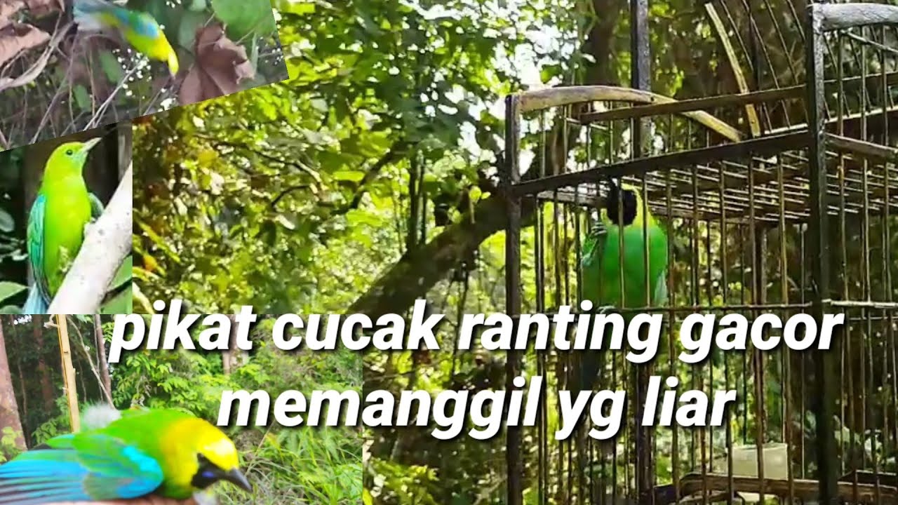 suara asli pikat cucak ranting gacor cocok untuk masteran juga mikat di jamin datang langsung turun