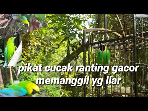 CAK RANTING GACOR || CUCAK RANTING GACOR
