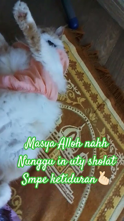 subhanallah walkhmdullh #cat sht'y nahh syg nya uty❤️❤️❤️