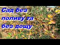 Засуха в продовж двух місяців, негативні наслідки для саду