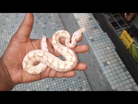 Bumblebee Banana Male Royal Python