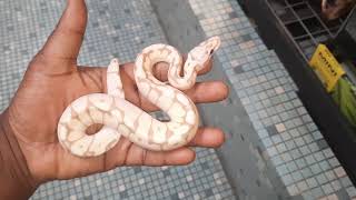 Bumblebee Banana Male Royal Python