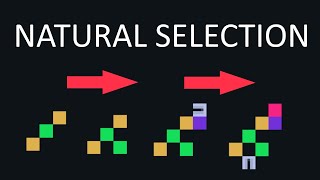 Natural Selection Simulation for 1 hour